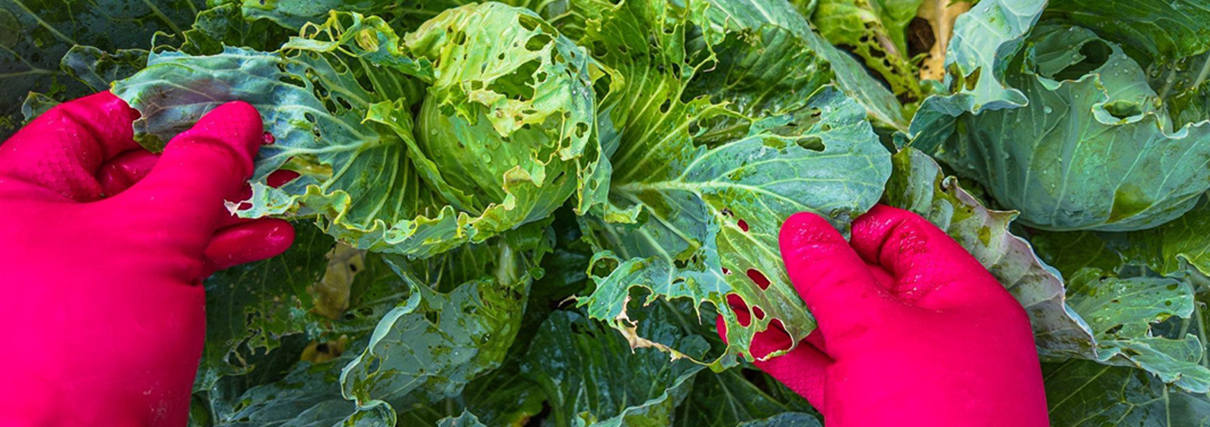 Perigo natural: Como controlar as pragas na agricultura? 