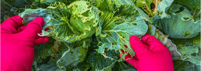 Perigo natural: Como controlar as pragas na agricultura? 
