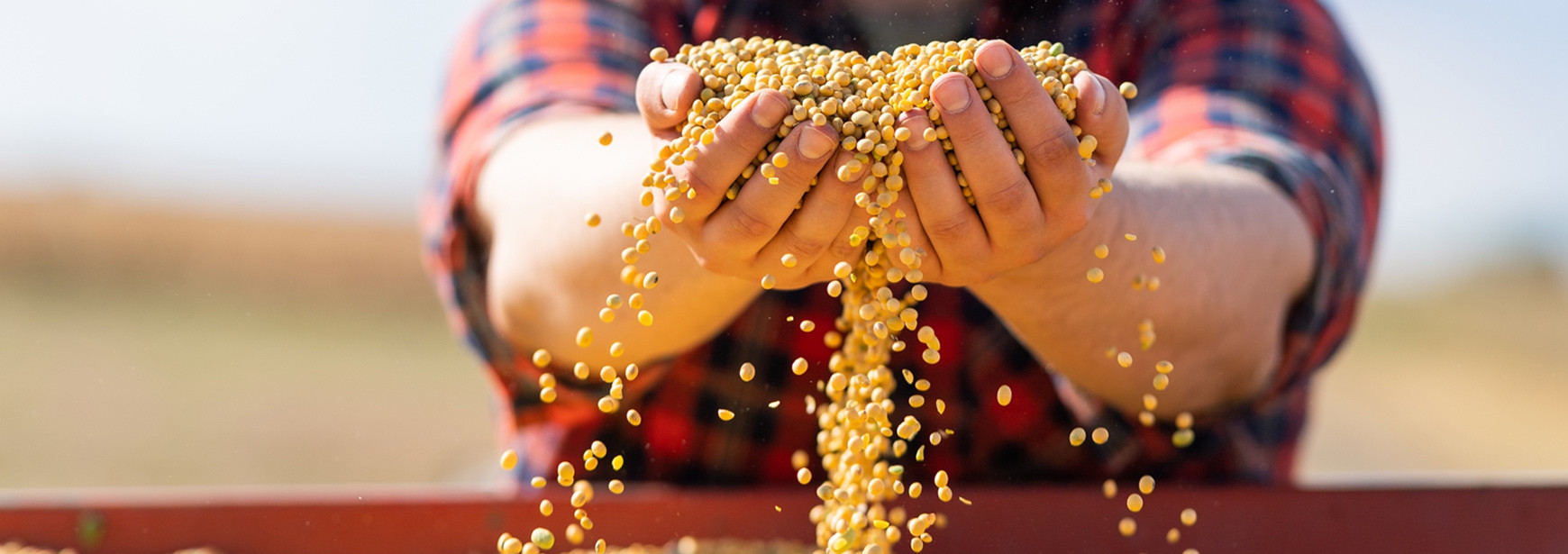 Soja e grãos: Previsão de crescimento para 2023