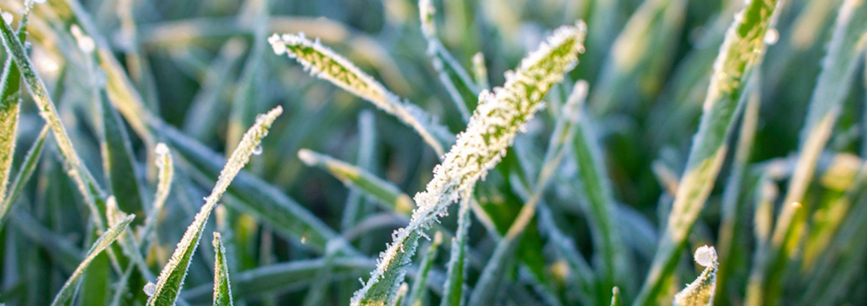 Agricultura e inverno: Os desafios do inverno para a agricultura