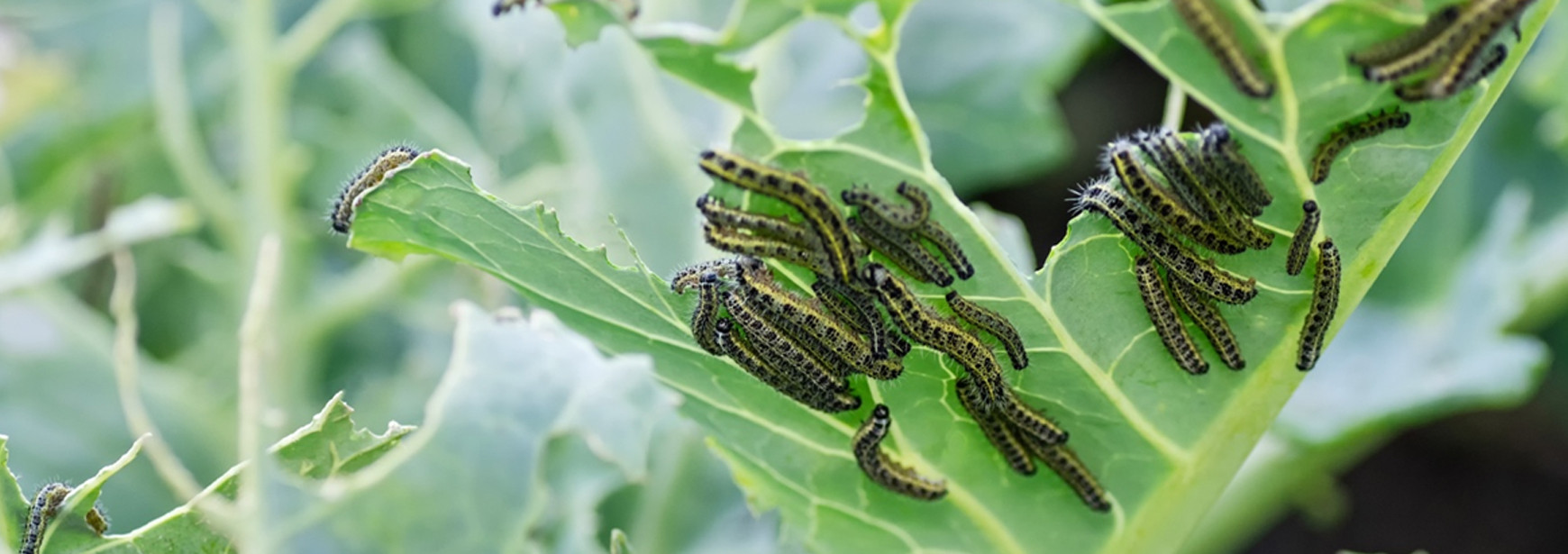 Controle de pragas na agricultura: conheça os inimigos naturais do agricultor 