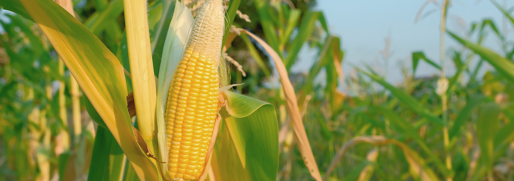 Milho: a importância do cultivo para a economia brasileira