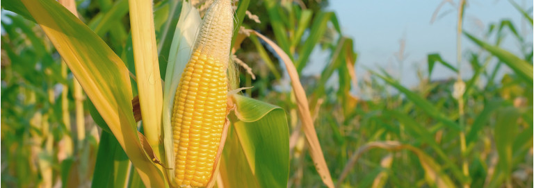 Milho: a importância do cultivo para a economia brasileira