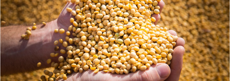 A importância da soja para o agro brasileiro