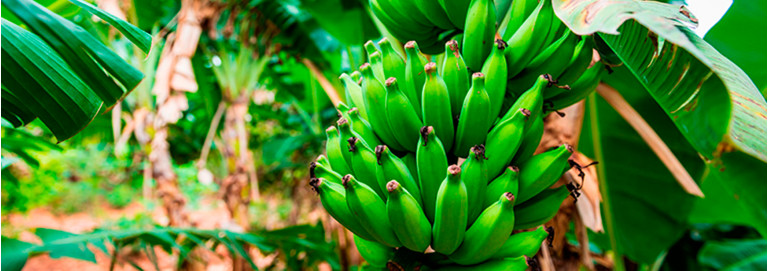 Paraná pode se tornar o maior produtor de fruta do Brasil, diz pesquisador do IAPAR