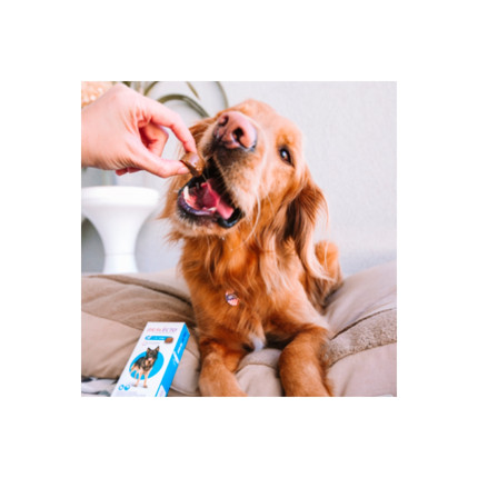 Bravecto 500 mg - cães de 10 a 20 kg - 1 comprimido
